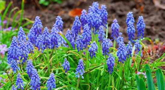 Muscari what is it