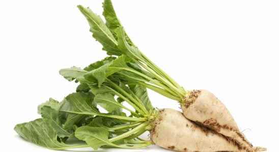 Nature cultivation and processing of sugar beet multiple facets