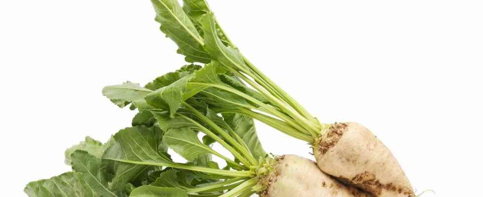 Nature cultivation and processing of sugar beet multiple facets