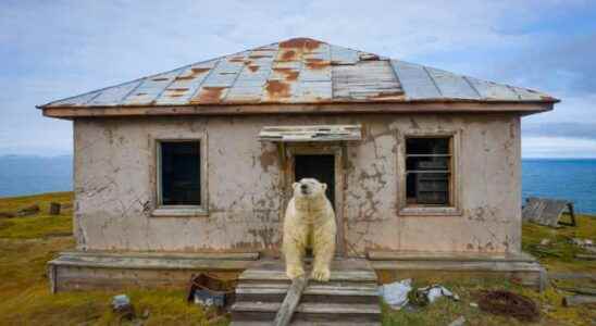 Polar Bears Move to Abandoned Arctic Weather Station – Photo