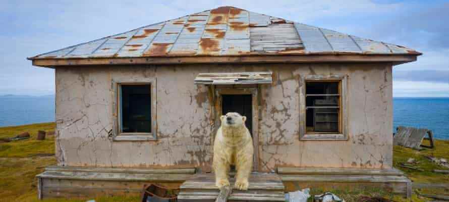 Polar Bears Move to Abandoned Arctic Weather Station – Photo