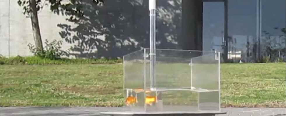 Scientists train goldfish to drive yes you read that right