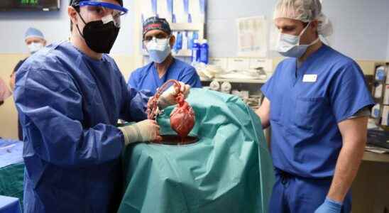 Success of a xenograft of a humanized pigs heart on