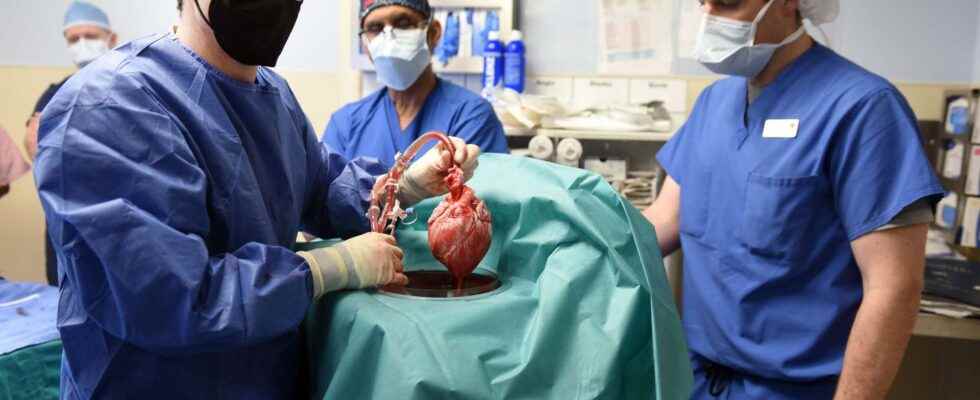 Success of a xenograft of a humanized pigs heart on