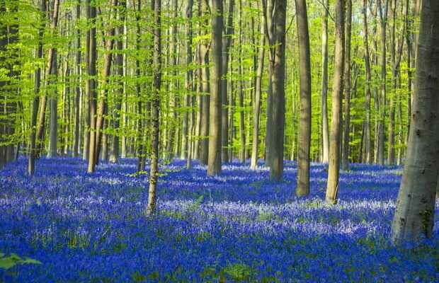 The Bois de Hal in Belgium