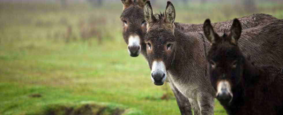 The Donkey Sanctuary in Ireland for the protection of our