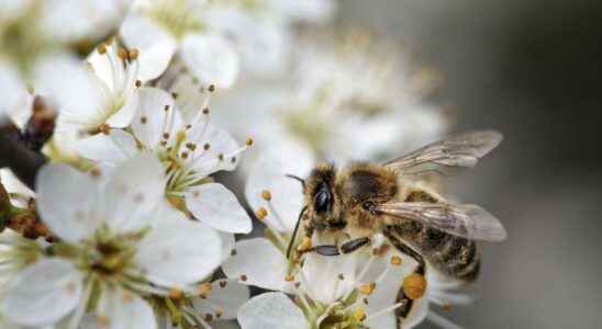 The consequences of pollution on pollination