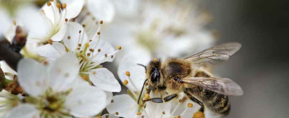 The consequences of pollution on pollination