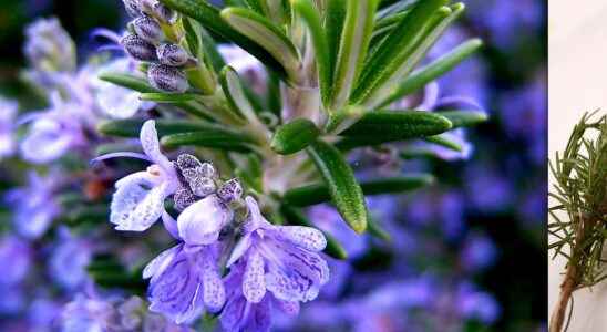 The delicious aromatic herbs and their virtues