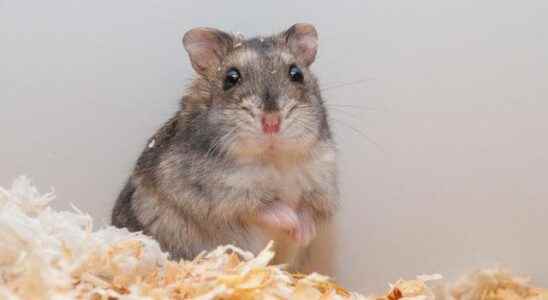 The link between covid 19 and hamsters has been revealed Authorities