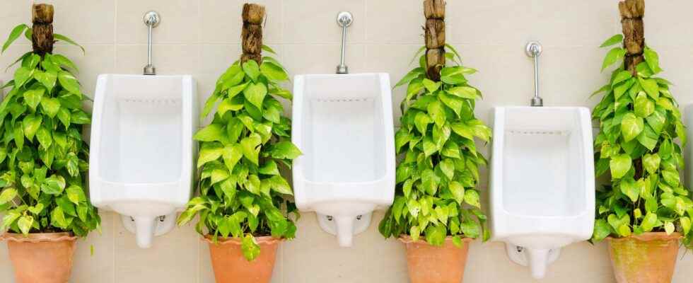Useful pee A start up produces urine based fertilizers 12