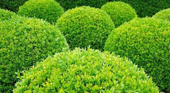 When and how to cut boxwood
