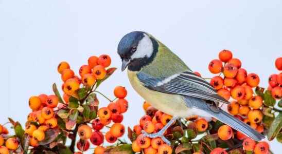 Which berries are used to feed birds in winter