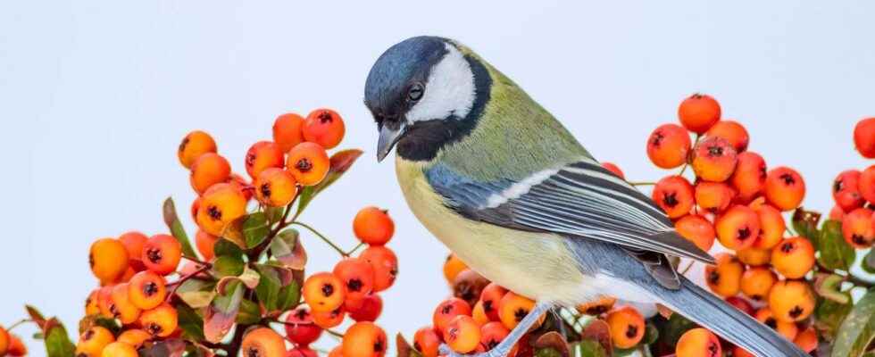 Which berries are used to feed birds in winter