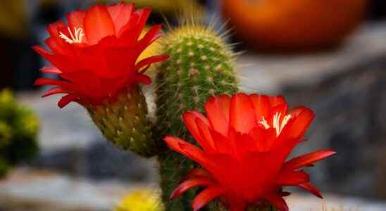 Why do cacti need cold to flower