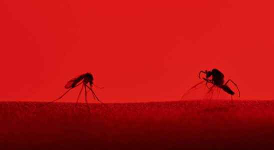 1644332409 Scientists have discovered a 4th signal that attracts mosquitoes to