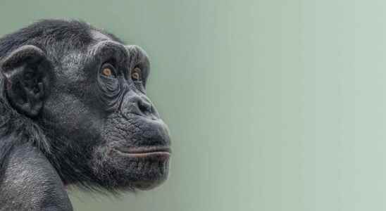 Animals of science chimpanzees heal the wounds of others with