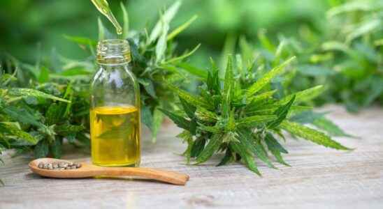 CBD oil what do we know about its virtues for