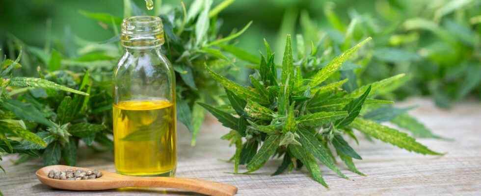 CBD oil what do we know about its virtues for