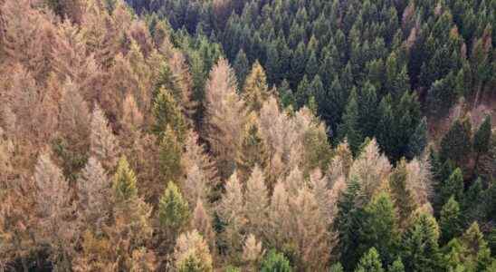Climate change forces forests to migrate north
