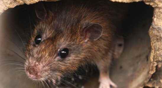 Covid 19 a new variant discovered in New York sewer rats