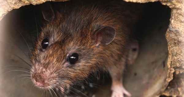 Covid 19 a new variant discovered in New York sewer rats
