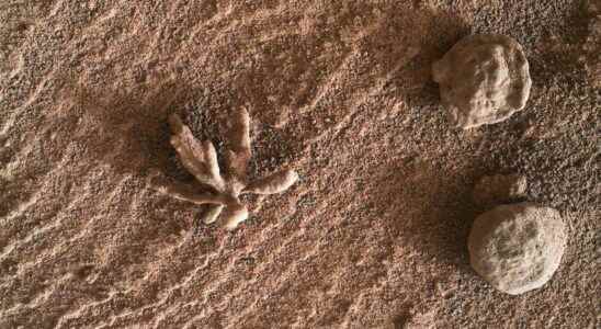 Curiosity has discovered a mineral flower on Mars