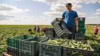 European granary Ukraine also feeds drought stricken North Africa war
