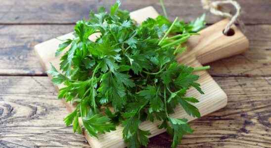 Everything you need to know about parsley and parsley juice