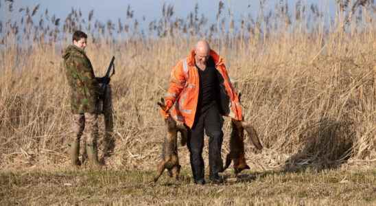 Fox hunting banned in the province of Utrecht Disaster for