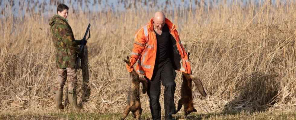 Fox hunting banned in the province of Utrecht Disaster for