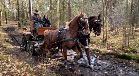 Heuvelrug wants to pay for horse path maintenance with the