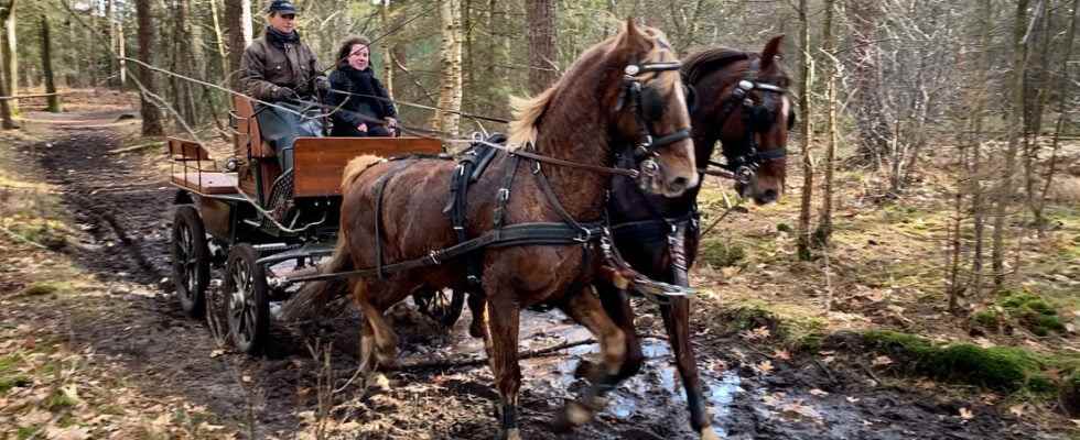 Heuvelrug wants to pay for horse path maintenance with the
