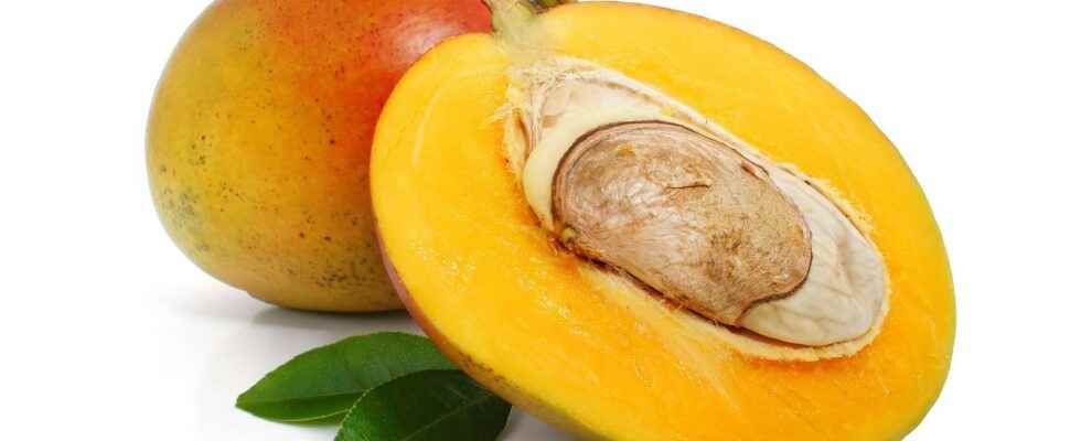 How to get a mango tree from the almond