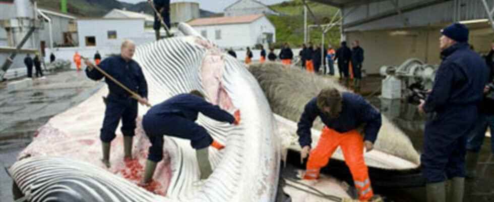 Iceland plans to stop whaling from 2024