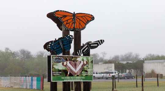 In Texas when a butterfly garden becomes the target of