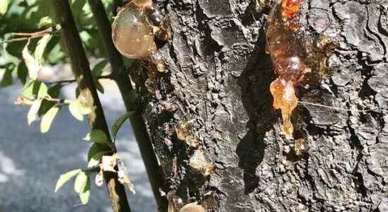 Is pine gum effective against cancer cells What are the