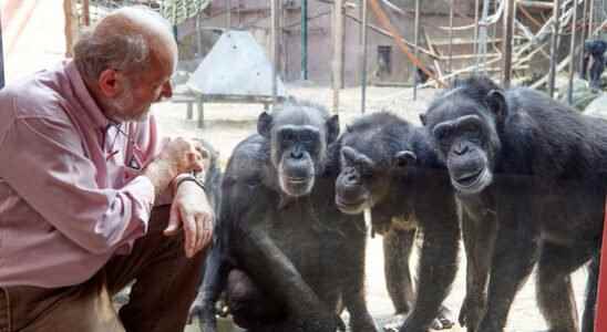 Kill chimpanzees inspiration for book with the real story about