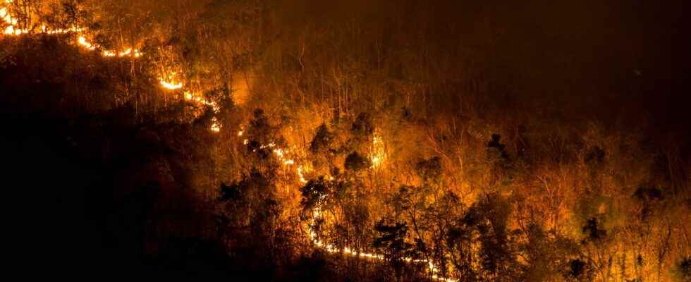 Mega forest fires will increase by 30 by 2050