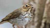 Research Brain size significantly affects birds ability to adapt to