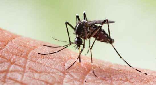 Scientists have discovered a 4th signal that attracts mosquitoes to