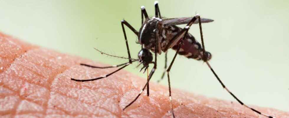 Scientists have discovered a 4th signal that attracts mosquitoes to
