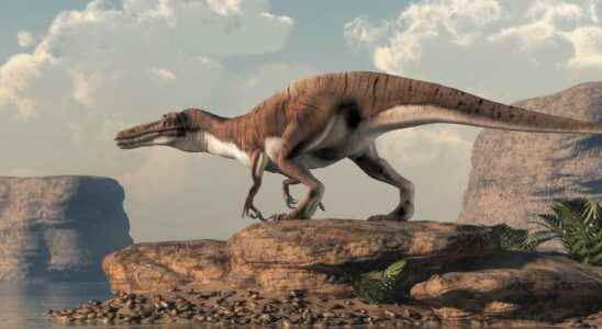 Spinosaurids what is it