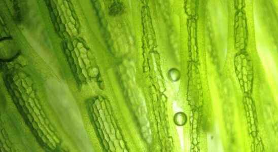 Terrestrial algae could participate in carbon sequestration in soils