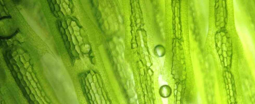 Terrestrial algae could participate in carbon sequestration in soils