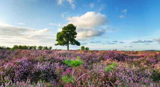 The New Forest National Park UK