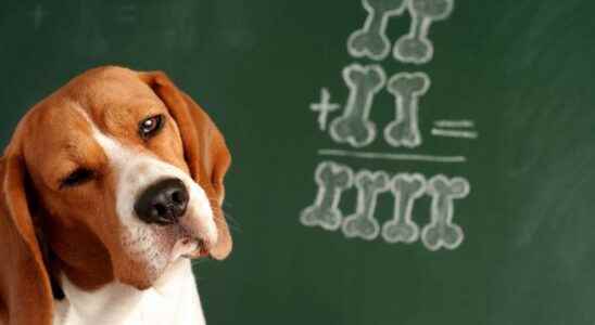 The top 10 smartest dog breeds