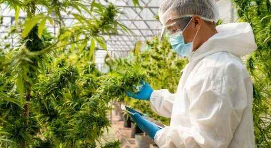 Therapeutic cannabis towards the establishment of a French production sector
