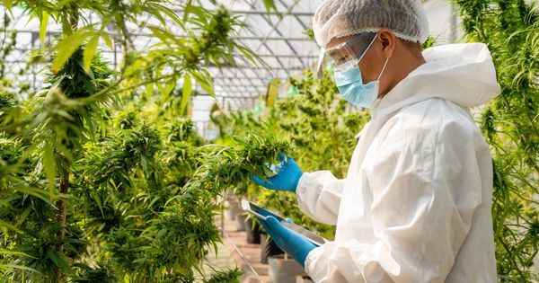 Therapeutic cannabis towards the establishment of a French production sector