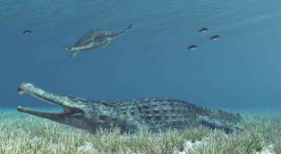 This giant crocodile had swallowed a dinosaur before being fossilized